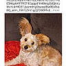 black_nose, blanket, brown_eyes, couch, dog, fluffy, indoor, long_ears, lying_down, pet, pet_contest, portrait, red_blanket, small_dog, smartphone_screenshot, social_media, tan_fur, text, website, white_fur