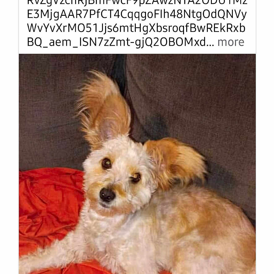 Crackers is registered to the contest to win money with this photo: black_nose, blanket, brown_eyes, couch, dog, fluffy, indoor, long_ears, lying_down, pet, pet_contest, portrait, red_blanket, small_dog, smartphone_screenshot, social_media, tan_fur, text, website, white_fur