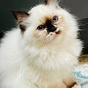 Unik a rejoint le concours — aidez-le/la à gagner de superbes lots ! angora, animal, cat, kitten, manx, pet, siamese, white