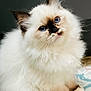 angora, animal, cat, kitten, manx, pet, siamese, white