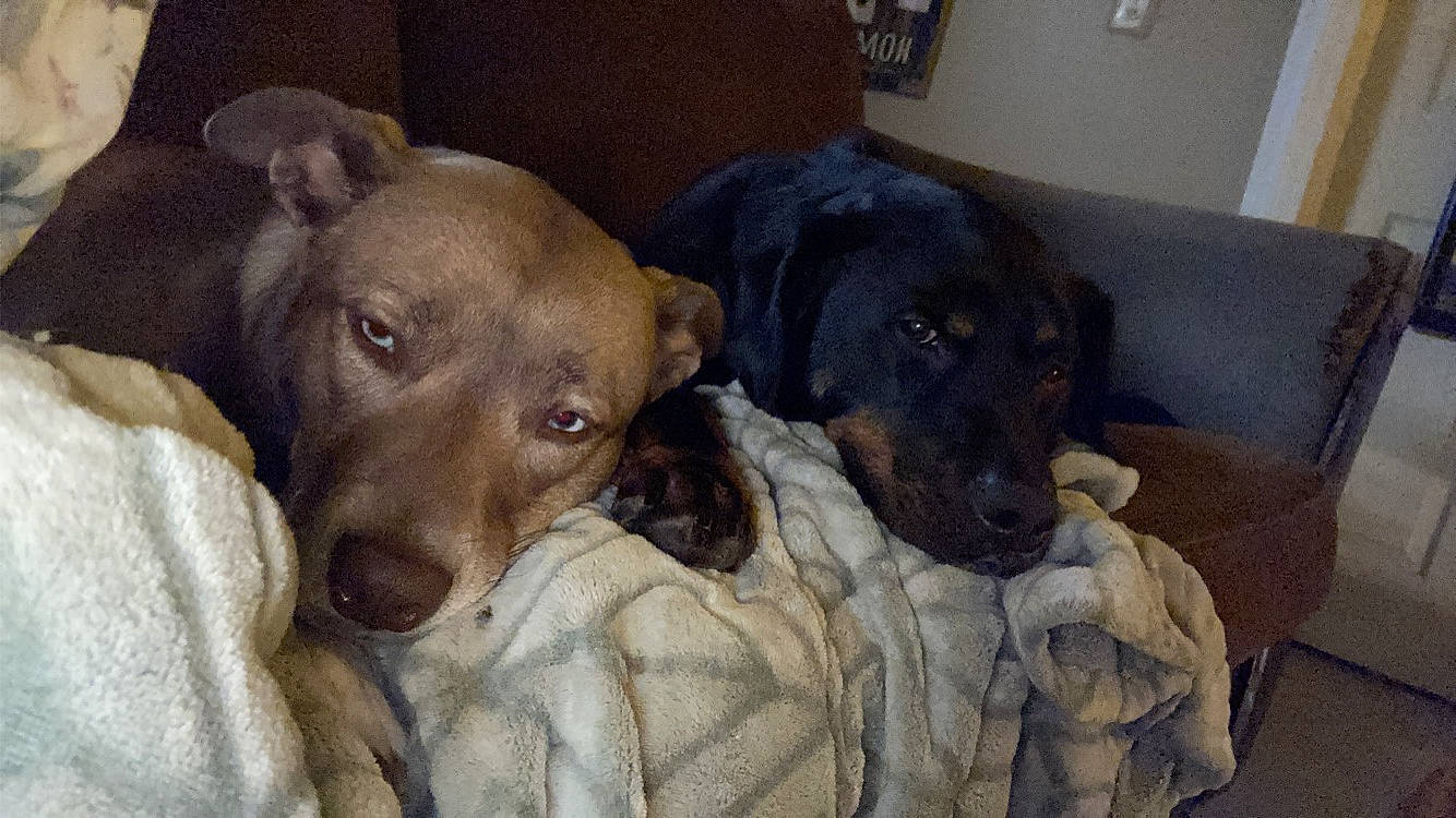 Jamie joined the competition — help win amazing prizes! beagador, canidae, carnivore, dog, dog_breed, fawn, labrador_retriever, mammal, patterdale_terrier, snout, sporting_group, vertebrate