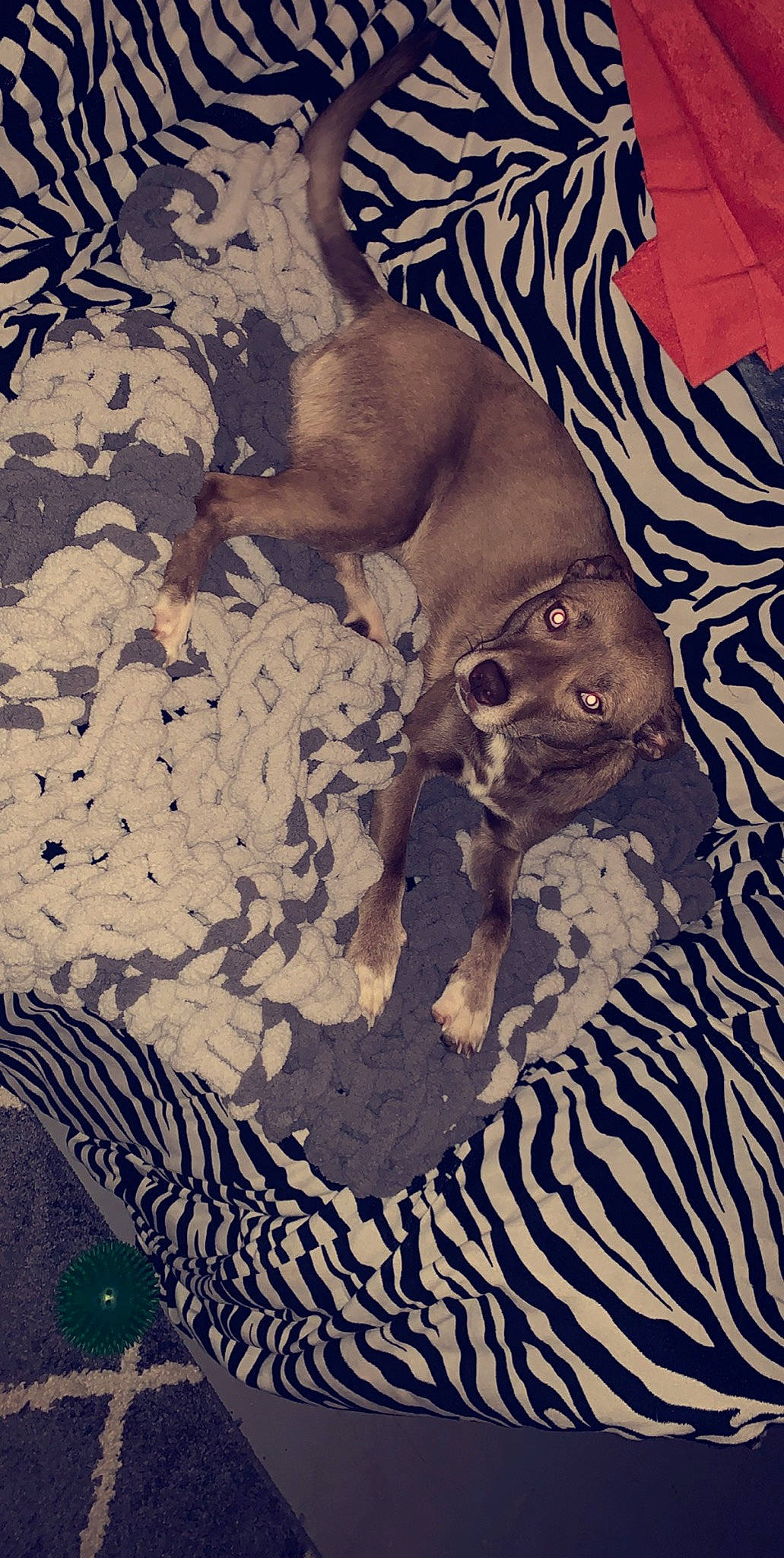 Jamie joined the competition — help win amazing prizes! canidae, carnivore, dog, dog_breed, fawn, non_sporting_group, pointer, puppy, sporting_group, vizsla, weimaraner