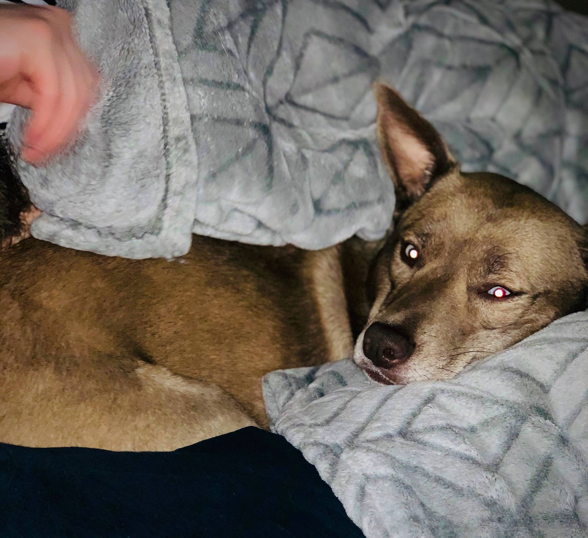 Jamie is registered to the contest to win money with this photo: australian_kelpie, canidae, carnivore, carolina_dog, dog, dog_breed, ear, fawn, feist, head, jaw, mammal, nose, vertebrate