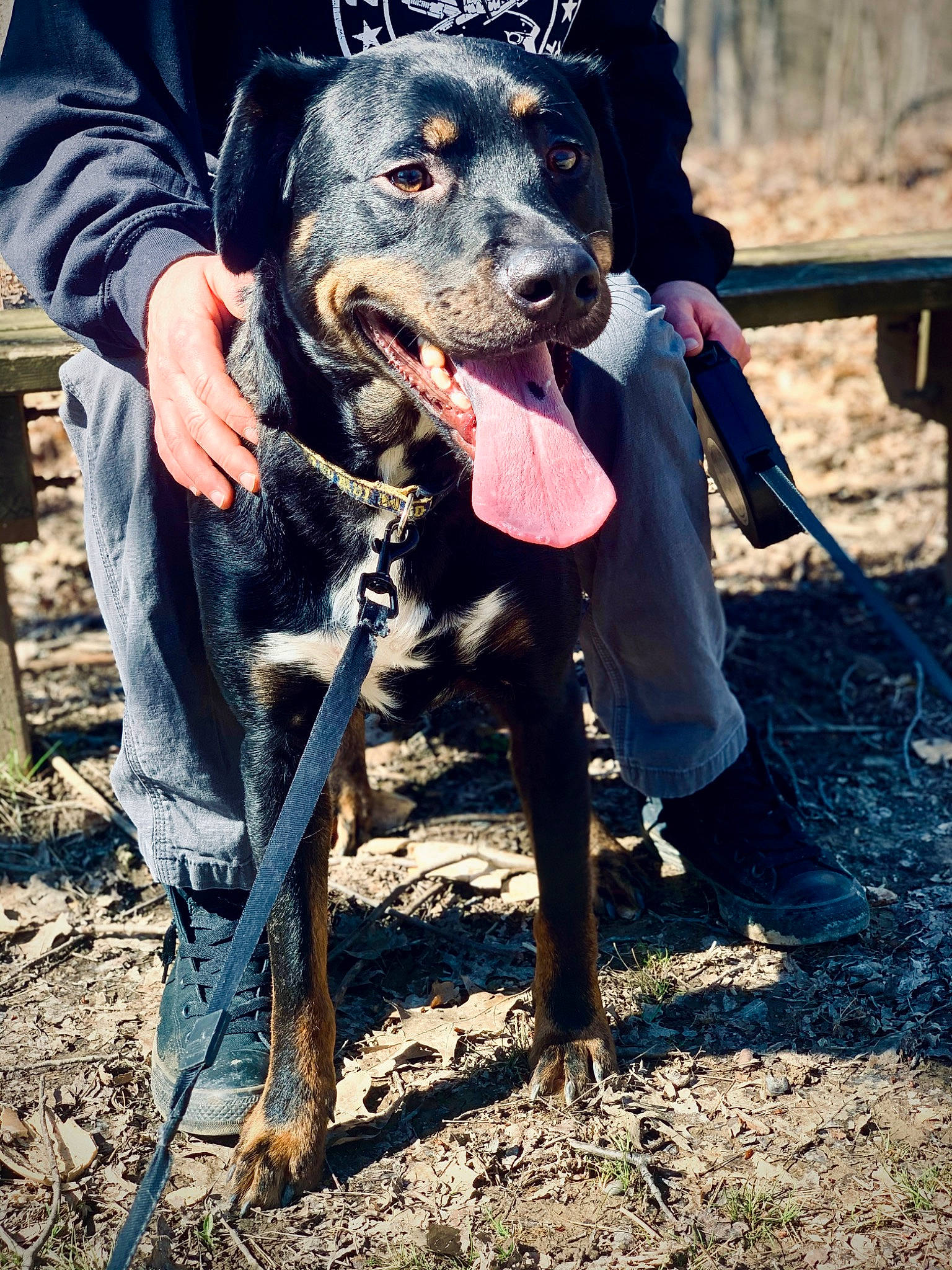 Lahey is registered to the contest to win money with this photo: canidae, carnivore, dog, dog_breed, hunting_dog, louisiana_catahoula_leopard_dog, mammal, sporting_group, vertebrate, working_dog