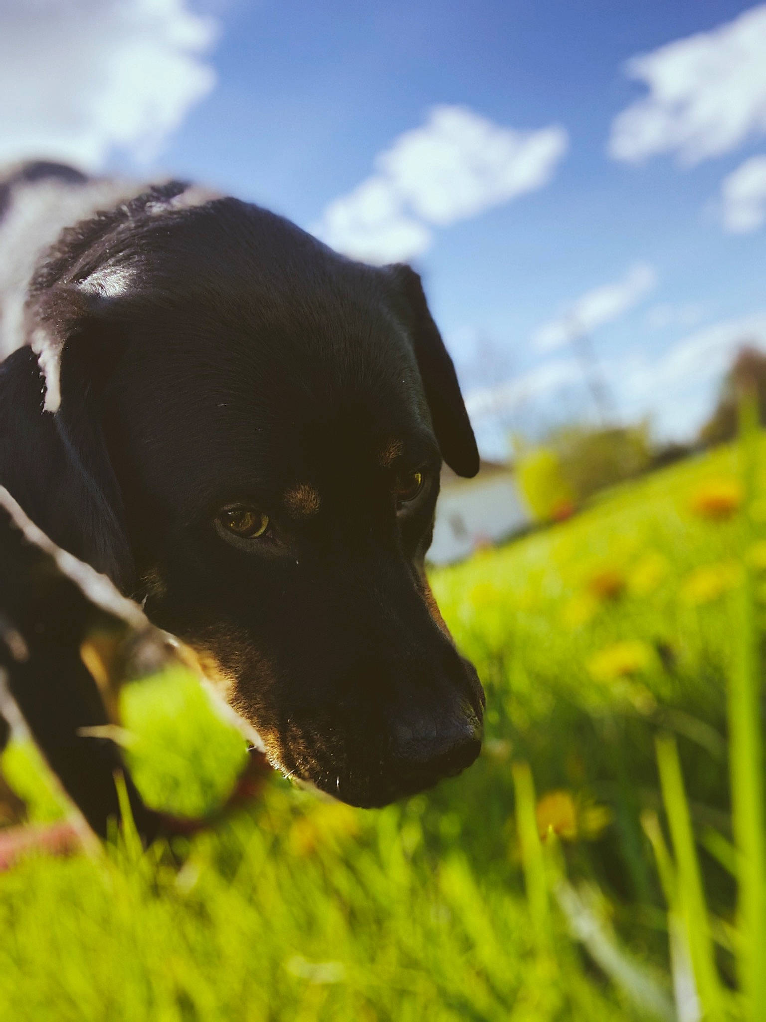 Lahey is registered to the contest to win money with this photo: borador, canidae, carnivore, dog, dog_breed, ear, eye, flower, grass, grass_family, hunting_dog, labrador_retriever, meadow, patterdale_terrier, plant, puppy, rare_breed_dog, snout, sporting_group, sunlight