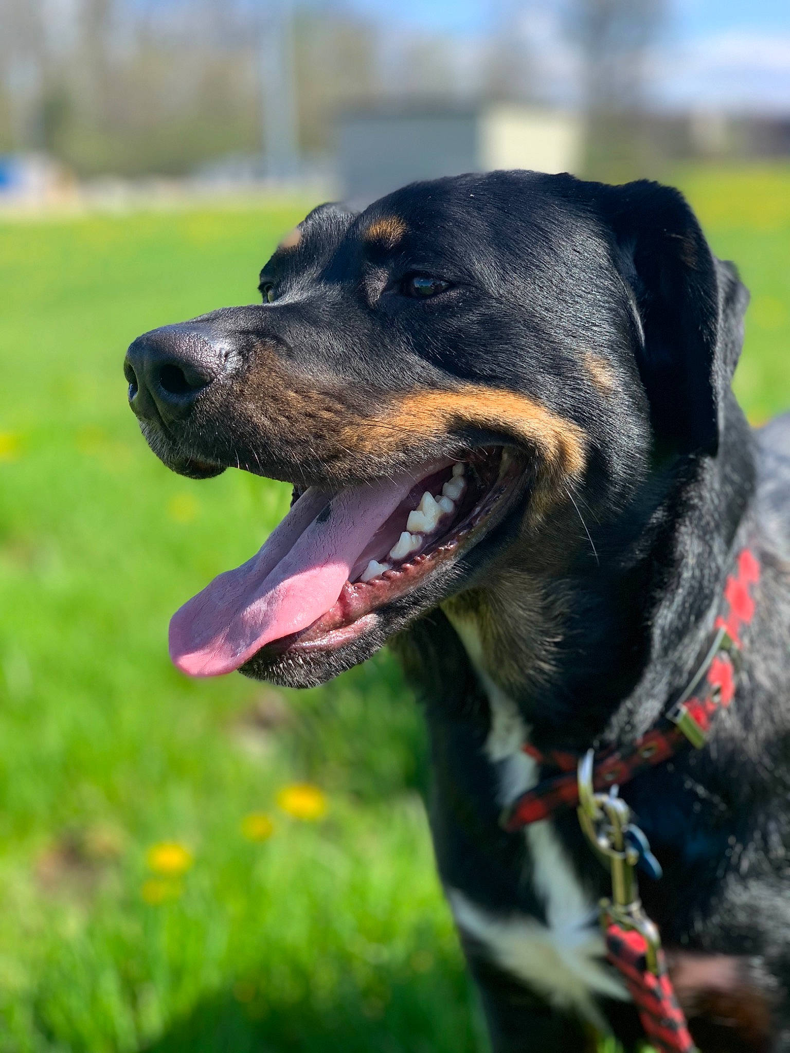 Lahey is registered to the contest to win money with this photo: austrian_black_and_tan_hound, canidae, carnivore, dog, dog_breed, grass, hound, huntaway, hunting_dog, mammal, plant, polish_hunting_dog, rare_breed_dog, rottweiler, snout, sporting_group, vertebrate, working_dog