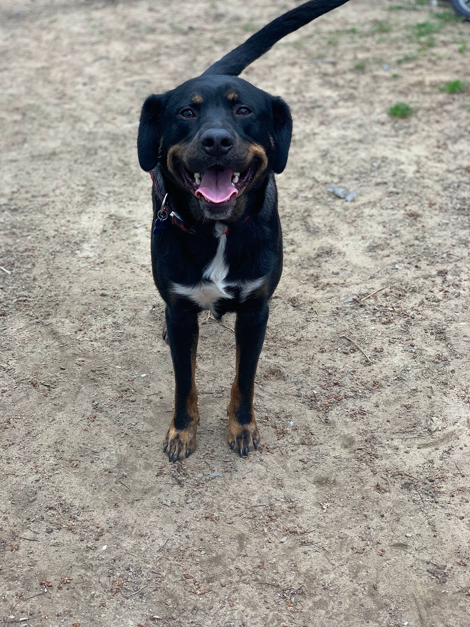 Lahey joined the competition — help win amazing prizes! austrian_black_and_tan_hound, canidae, carnivore, dog, dog_breed, hound, huntaway, hunting_dog, mammal, montenegrin_mountain_hound, polish_hunting_dog, rare_breed_dog, rottweiler, sporting_group, vertebrate, working_dog