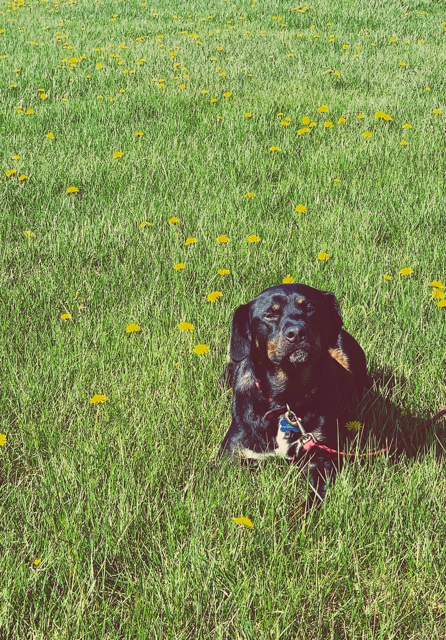 Lahey joined the competition — help win amazing prizes! boykin_spaniel, canidae, fodder, grass, grass_family, grassland, lawn, meadow, pasture, plant, prairie, sporting_group, wildflower