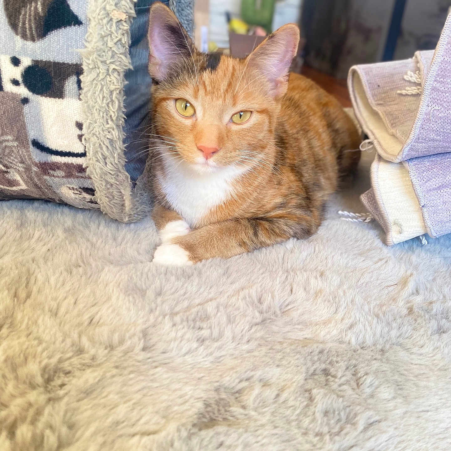 Layla is registered to the contest to win money with this photo: animal, cactus_decoration, cat, cat_tunnel, closeup, cozy, ears, fluffy_carpet, folded_rugs, fur, home_decor, indoor, orange_cat, pet, relaxed, resting, soft_texture, whiskers, white_paws, yellow_eyes