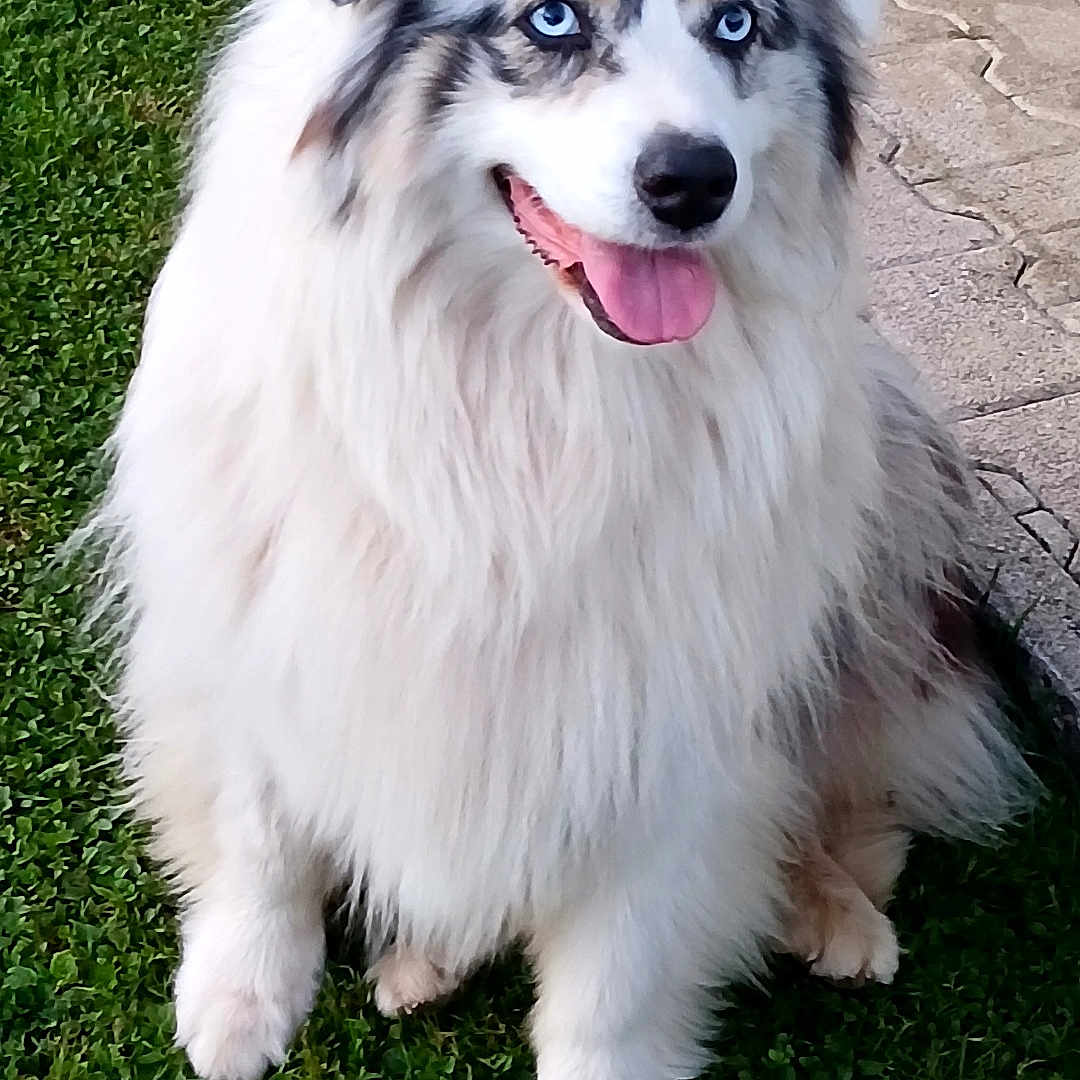Nala a rejoint le concours — aidez-le/la à gagner de superbes lots ! dog, australian_shepherd, blue_eyes, fluffy, tongue_out, grass, outdoor, happy, pet, animal, fur, sitting, sidewalk, nature, cute, mammal, friendly, portrait, canine, companion