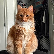 Scar is registered to the contest to win money with this photo: cat, orange_cat, fluffy, white_paws, indoor, feline, pet, sitting, portrait, closet, clothing, hanger, laundry_basket, door, furniture, animal, cute, whiskers, fur, expression