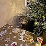Persephone is registered to the contest to win money with this photo: cat, christmas_tree, gift_wrap, holiday, decorations, curious, indoor, wall, electrical_outlet, festive, present, ornaments, pine_needles, wide_eyes, whiskers, shadow, brown_tabby, holiday_season, sparkle, surprise