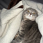 Persephone is registered to the contest to win money with this photo: cat, tabby, gray_cat, blanket, cozy, indoor, fur, pet, wide_eyes, startled, comfort, cute, animal, whiskers, sleepy, resting, domestic_cat, feline, soft_texture, warm