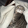 cat, tabby, gray_cat, blanket, cozy, indoor, fur, pet, wide_eyes, startled, comfort, cute, animal, whiskers, sleepy, resting, domestic_cat, feline, soft_texture, warm