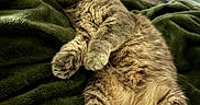 Persephone is registered to the contest to win money with this photo: cat, tabby_cat, pet, feline, relaxed, fluffy, lying_down, blanket, green_blanket, cozy, indoor, resting, paws, whiskers, fur, human_feet, casual, comfort, sleepy, domestic_animal