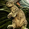 cat, tabby_cat, pet, feline, relaxed, fluffy, lying_down, blanket, green_blanket, cozy, indoor, resting, paws, whiskers, fur, human_feet, casual, comfort, sleepy, domestic_animal
