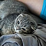 Persephone joined the competition — help win amazing prizes! cat, gray_cat, whiskers, lying_down, soft_fabric, close_up, relaxed, pet, animal, fur, domestic_cat, indoor, resting, cute, sleepy, face, portrait, cozy, human_arm, blue_clothing