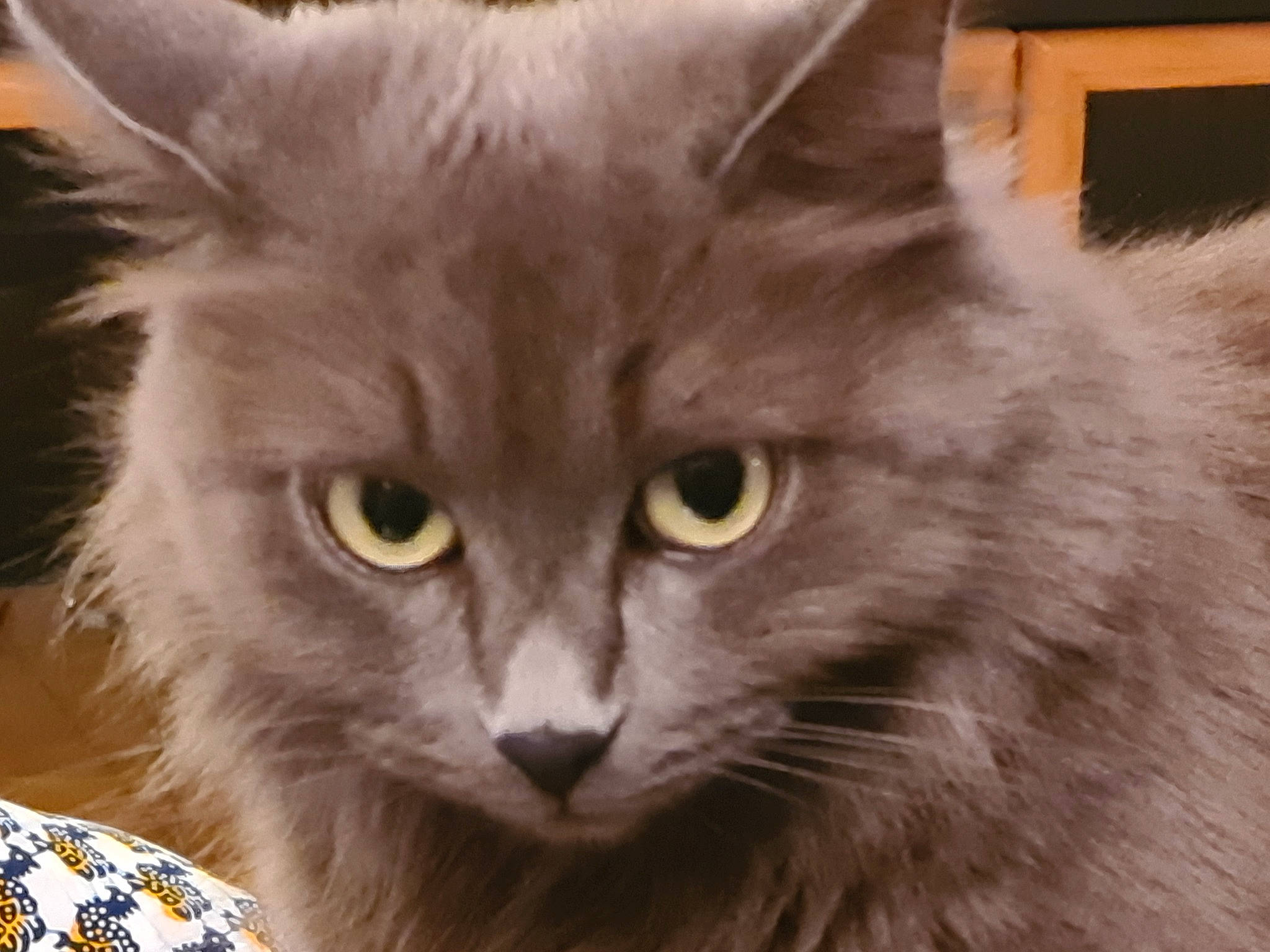 Babou participe au concours pour gagner de l'argent avec cette photo : american_curl, asian, asian_semi_longhair, british_longhair, british_semi_longhair, carnivore, cat, cymric, domestic_long_haired_cat, felidae, fur, mammal, nebelung, norwegian_forest_cat, ragamuffin, siberian, small_to_medium_sized_cats, snout, vertebrate, whiskers