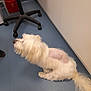 dog, white_dog, fluffy, shaved_patch, veterinary_clinic, medical_recovery, blue_floor, chair, wheeled_chair, red_box, indoors, pet, animal, waiting, side_view, long_tail, fur, healing, calm, clinic