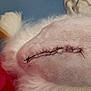 animal, surgery, stitches, wound, fur, shaved, healing, limb, close_up, white_fur, blue_background, blanket, medical, recovery, skin, texture, health, vet, post_surgery, resting