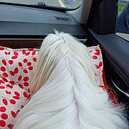 Looki a rejoint le concours — aidez-le/la à gagner de superbes lots ! dog, white_fur, fluffy, car_interior, cushion, red_pattern, window, road, travel, pet, back_view, silky_fur, seat, comfort, journey, side_window, dashboard, road_trip, leisure, animal