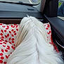 dog, white_fur, fluffy, car_interior, cushion, red_pattern, window, road, travel, pet, back_view, silky_fur, seat, comfort, journey, side_window, dashboard, road_trip, leisure, animal