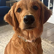 Bailey joined the competition — help win amazing prizes! dog, golden_retriever, puppy, indoor, pet, animal, fur, collar, floor, carpet, chair, lamp, window, curtain, closeup, portrait, cute, brown, domestic, sitting