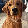 dog, golden_retriever, puppy, indoor, pet, animal, fur, collar, floor, carpet, chair, lamp, window, curtain, closeup, portrait, cute, brown, domestic, sitting