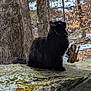 Diva is registered to the contest to win money with this photo: black_cat, cat, moss, rock, forest, trees, snow, outdoor, animal, wildlife, nature, curious, feline, winter, branch, woodland, mammal, leafless_trees, daylight, quiet