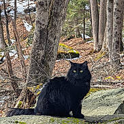 Diva joined the competition — help win amazing prizes! cat, black_cat, fluffy, animal, forest, rock, moss, tree, snow, outdoor, nature, wildlife, yellow_eyes, sitting, fur, branch, winter, scenery, woodland, quiet