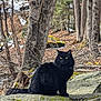 cat, black_cat, fluffy, animal, forest, rock, moss, tree, snow, outdoor, nature, wildlife, yellow_eyes, sitting, fur, branch, winter, scenery, woodland, quiet