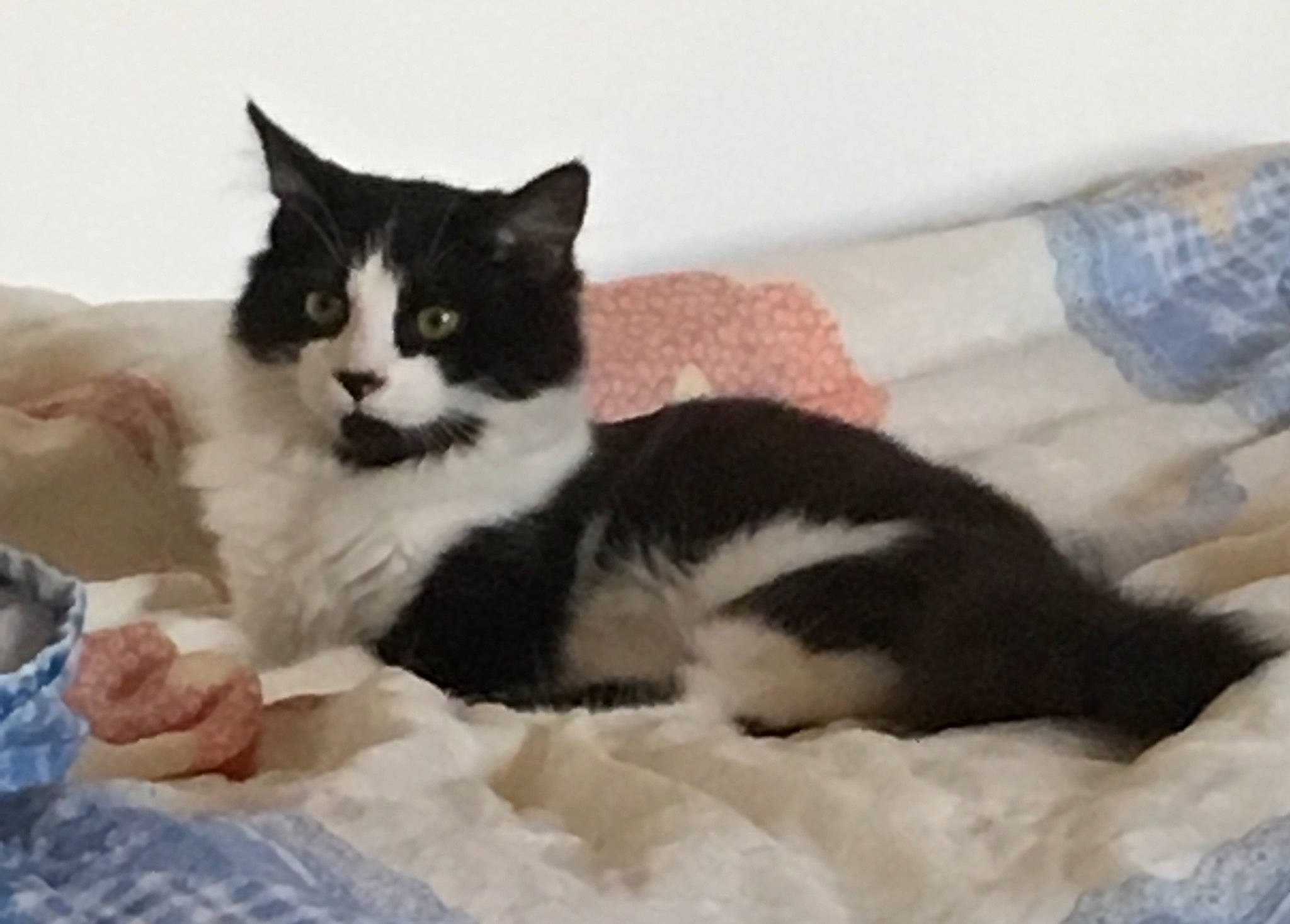 Triskel a rejoint le concours — aidez-le/la à gagner de superbes lots ! bed, bedding, black_cat, carnivore, cat, cat_supply, claw, comfort, domestic_short_haired_cat, felidae, fur, linens, paw, pet_supply, room, sitting, small_to_medium_sized_cats, snout, tail, whiskers