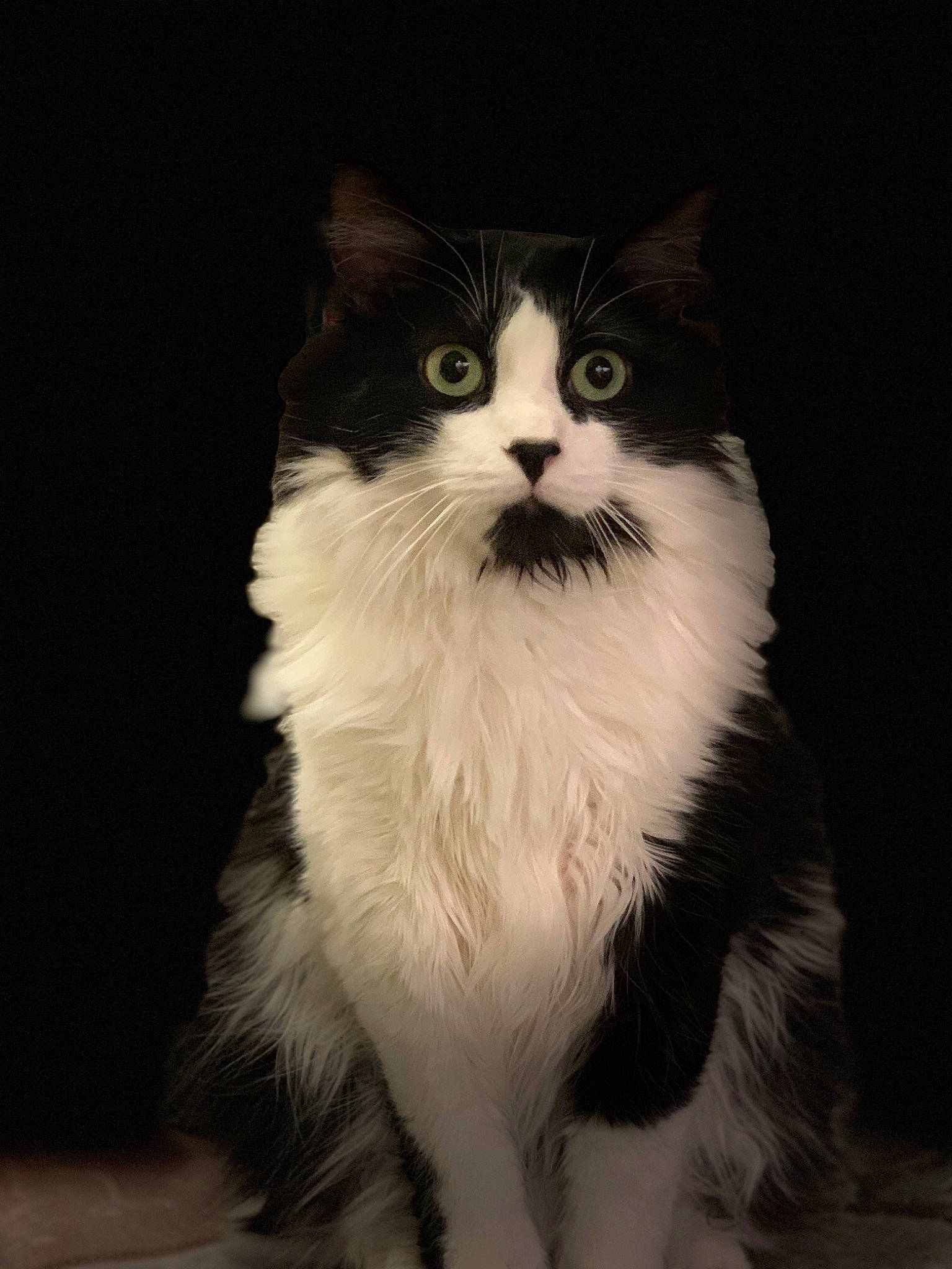 Triskel a rejoint le concours — aidez-le/la à gagner de superbes lots ! art, carnivore, cat, claw, darkness, domestic_short_haired_cat, eye, felidae, foot, fur, monochrome_photography, paw, sitting, small_to_medium_sized_cats, snout, tail, terrestrial_animal, whiskers