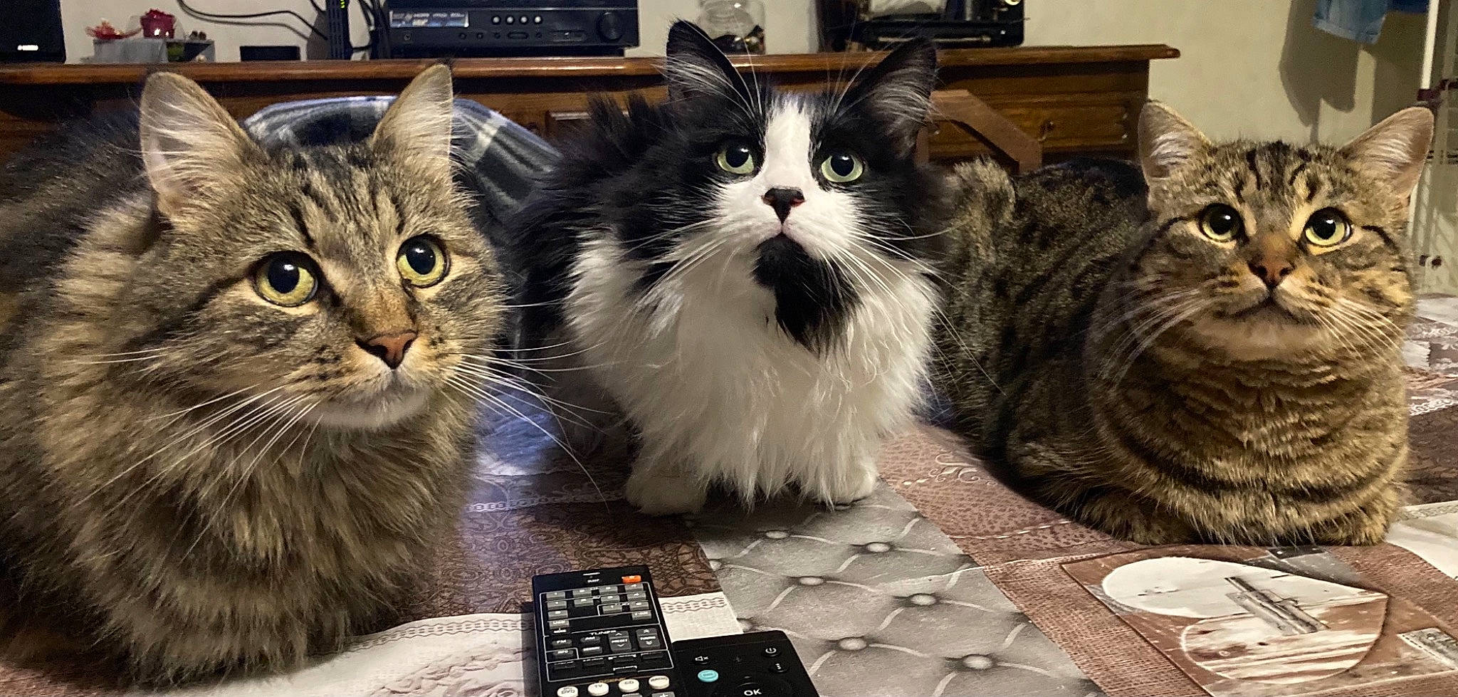 Triskel participe au concours pour gagner de l'argent avec cette photo : box, carnivore, cat, domestic_short_haired_cat, felidae, fur, mixing_bowl, office_equipment, packaging_and_labeling, paw, serveware, small_to_medium_sized_cats, snout, tableware, whiskers