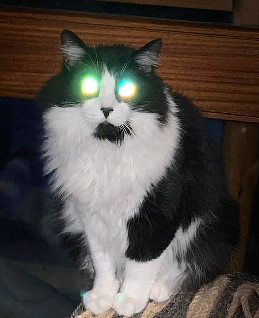 Triskel a rejoint le concours — aidez-le/la à gagner de superbes lots ! carnivore, cat, claw, domestic_short_haired_cat, eye, felidae, formal_wear, fur, paw, small_to_medium_sized_cats, snout, tail, terrestrial_animal, whiskers