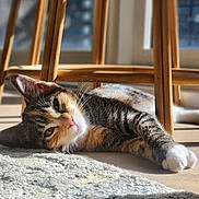Diamond is registered to the contest to win money with this photo: cat, calico_cat, pet, animal, feline, lying_down, relaxed, sunlight, sunbeam, indoor, home, wooden_floor, rug, chair, furniture, white_paws, whiskers, pink_nose, striped_fur, close_up