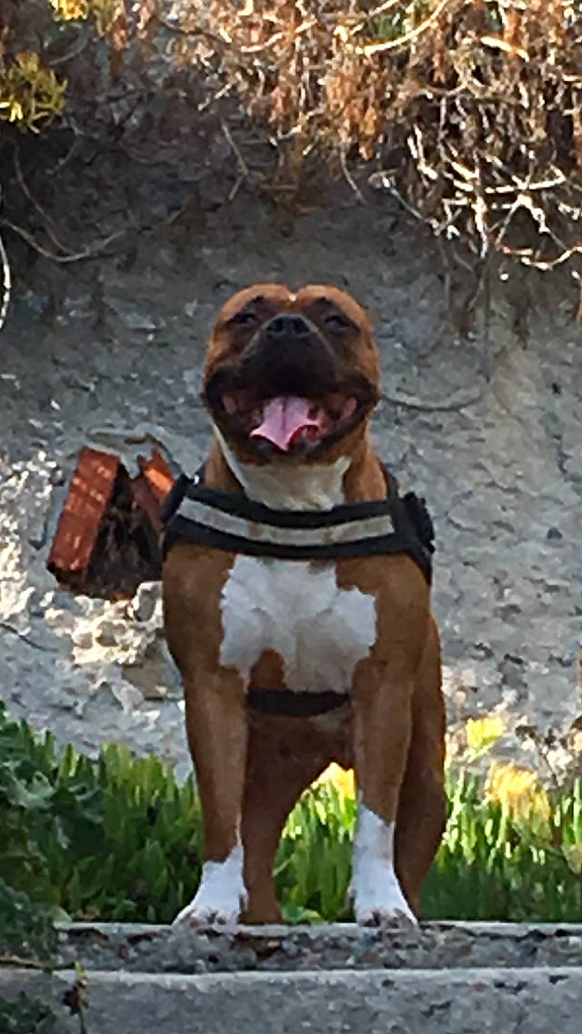 India participe au concours pour gagner de l'argent avec cette photo : adventure, bulldog, canidae, carnivore, collar, companion_dog, dog, dog_breed, dog_collar, dog_supply, fawn, grass, leash, liver, pet_supply, plant, snout, sporting_group, working_animal, wrinkle