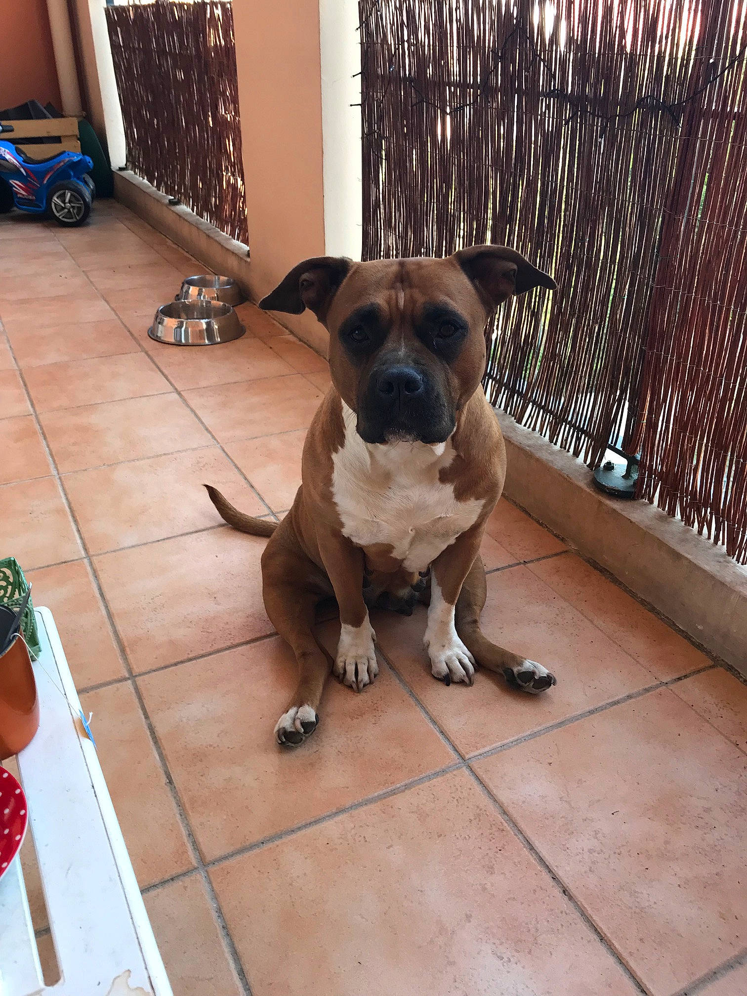 India a rejoint le concours — aidez-le/la à gagner de superbes lots ! carnivore, collar, companion_dog, dog, dog_breed, dog_collar, fawn, floor, flooring, hardwood, houseplant, pet_supply, plant, pug, snout, tire, toy_dog, wheel, wood, working_animal