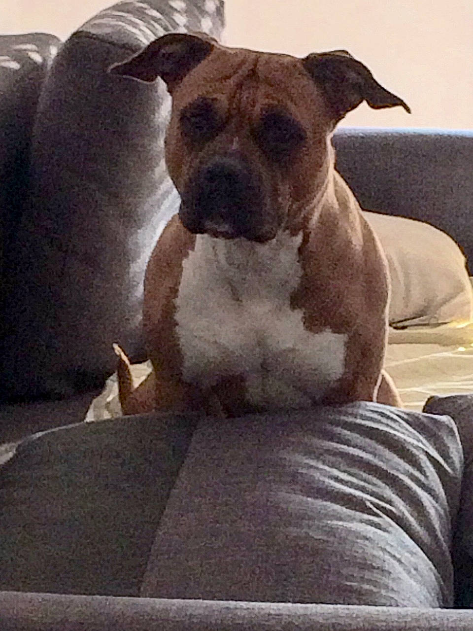 India participe au concours pour gagner de l'argent avec cette photo : art, boxer, bulldog, canidae, carnivore, comfort, companion_dog, couch, dog, dog_breed, dog_collar, fawn, molosser, snout, sporting_group, terrestrial_animal, toy_dog, whiskers, working_animal, wrinkle