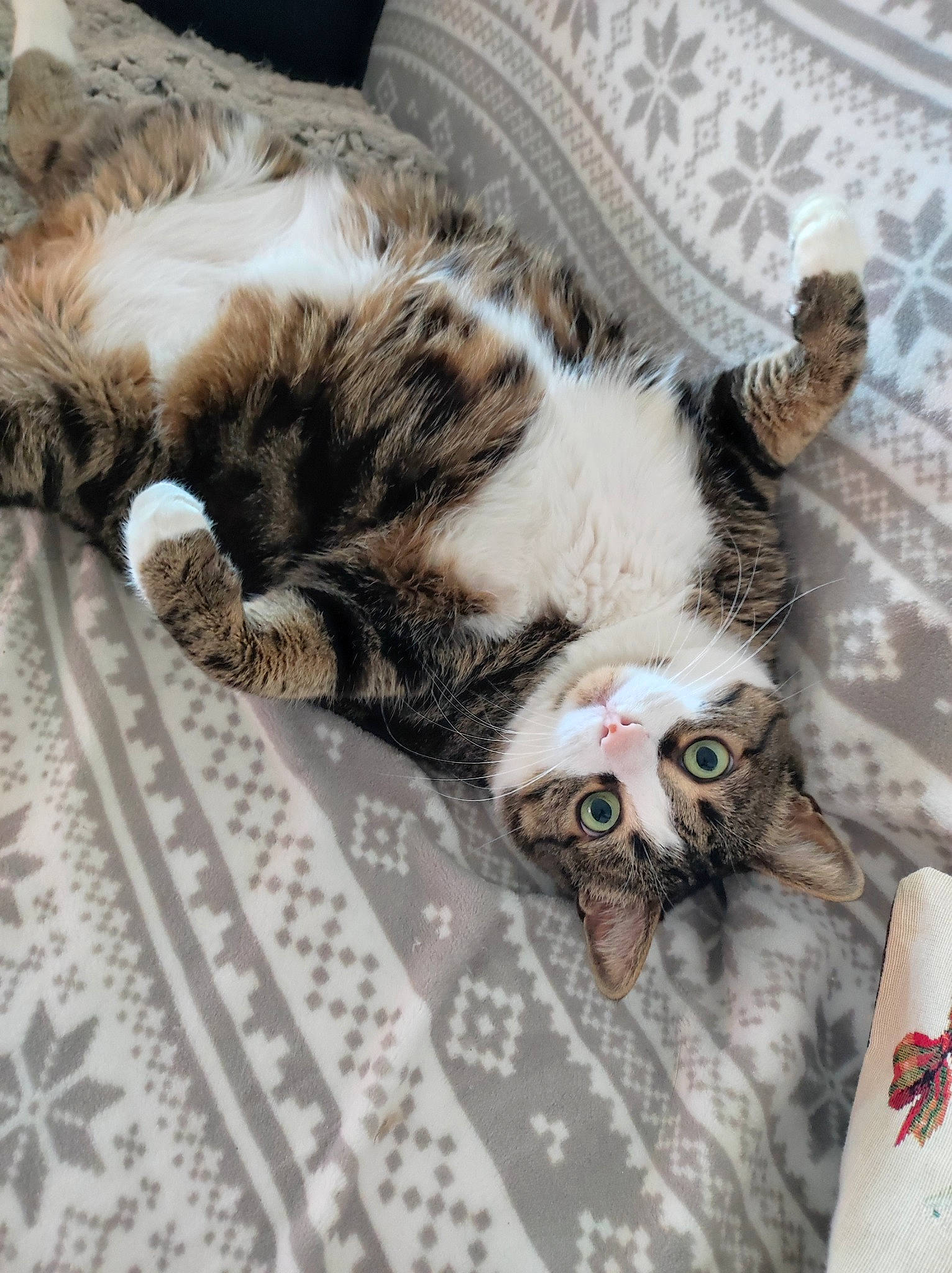 Leïya a rejoint le concours — aidez-le/la à gagner de superbes lots ! carnivore, cat, claw, comfort, domestic_short_haired_cat, felidae, fur, linens, nap, pattern, paw, sleep, small_to_medium_sized_cats, snout, tail, terrestrial_animal, whiskers