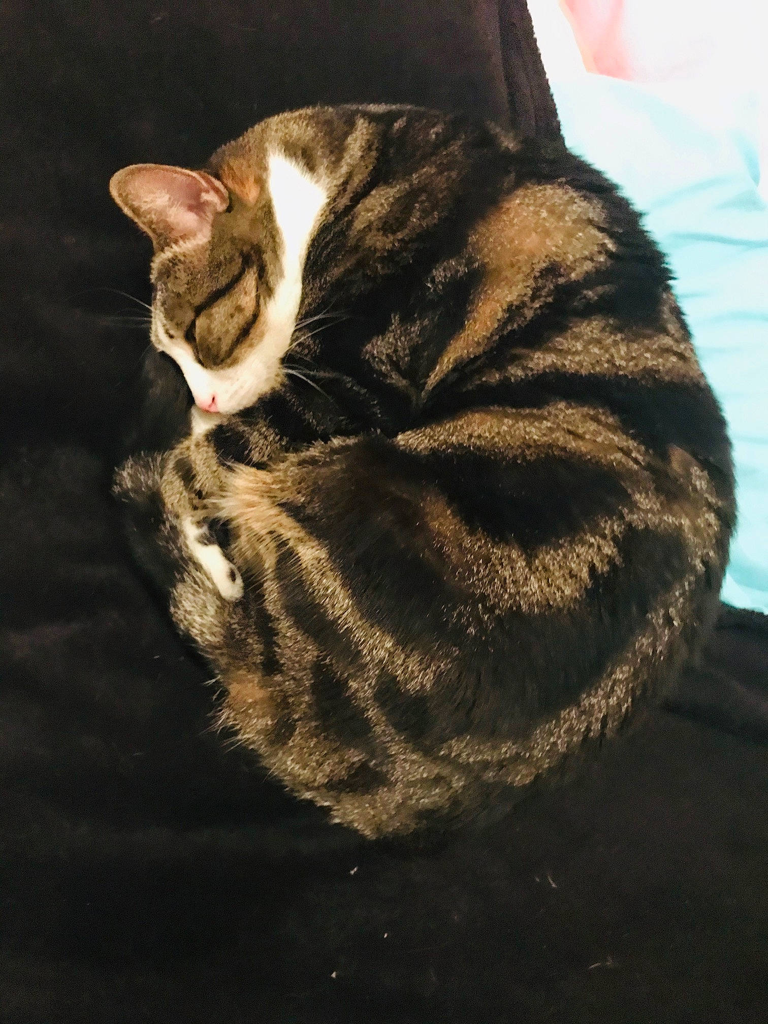 Leïya a rejoint le concours — aidez-le/la à gagner de superbes lots ! carnivore, cat, darkness, domestic_short_haired_cat, eye, fawn, felidae, foot, fur, paw, shadow, small_to_medium_sized_cats, snout, tail, terrestrial_animal, tree, whiskers, wood