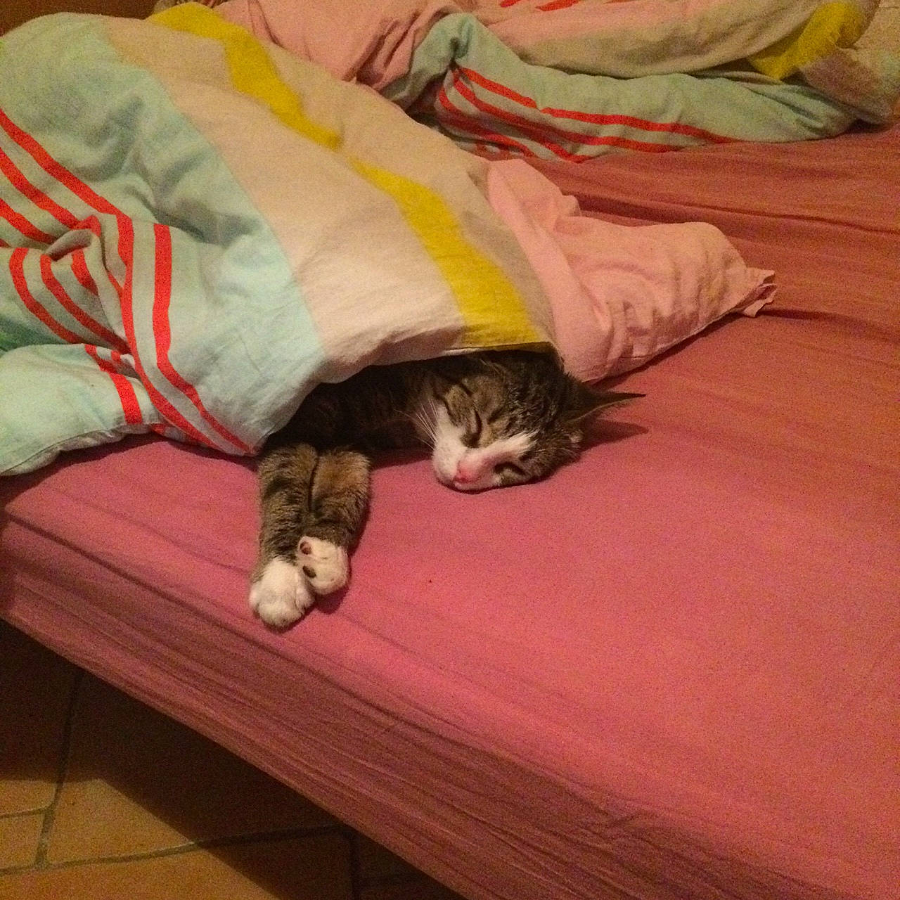 Leïya participe au concours pour gagner de l'argent avec cette photo : bedding, carnivore, cat, comfort, domestic_short_haired_cat, fawn, felidae, flooring, fur, hardwood, human_leg, linens, nap, paw, room, small_to_medium_sized_cats, tail, whiskers, wood, wood_flooring