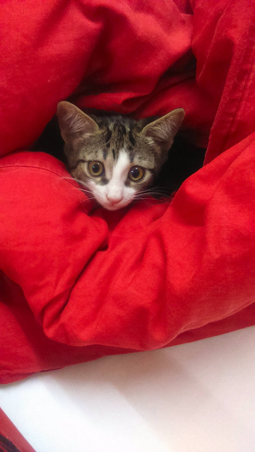 Leïya participe au concours pour gagner de l'argent avec cette photo : carmine, carnivore, cat, cat_supply, comfort, couch, domestic_short_haired_cat, eye, fawn, felidae, fur, gesture, linens, paw, sitting, sleeve, small_to_medium_sized_cats, snout, tail, whiskers