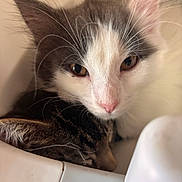 Wild Ones joined the competition — help win amazing prizes! cat, kitten, closeup, snuggling, sleeping, fur, whiskers, nose, ears, indoor, pet, animal, cute, face, resting, cozy, soft, young, tabby, white_and_gray