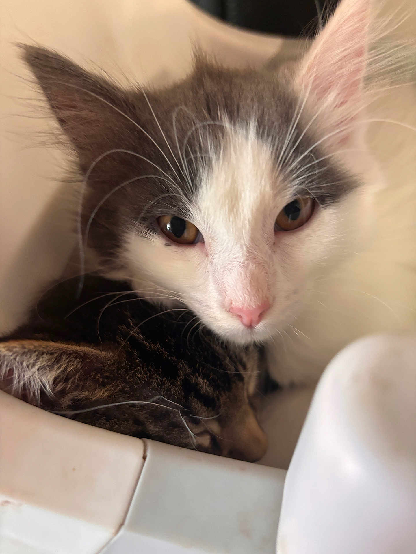 Wild Ones joined the competition — help win amazing prizes! cat, kitten, closeup, snuggling, sleeping, fur, whiskers, nose, ears, indoor, pet, animal, cute, face, resting, cozy, soft, young, tabby, white_and_gray
