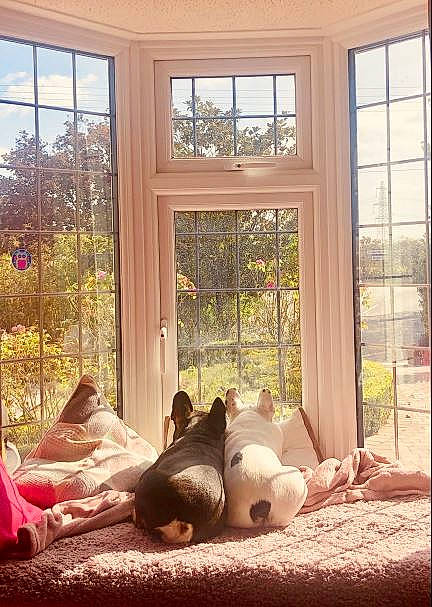 Dorothy is registered to the contest to win money with this photo: architecture, building, canidae, cat, companion_dog, daylighting, door, furniture, home, house, interior_design, non_sporting_group, room, shade, sunlight, textile, tree, window, window_covering, window_treatment