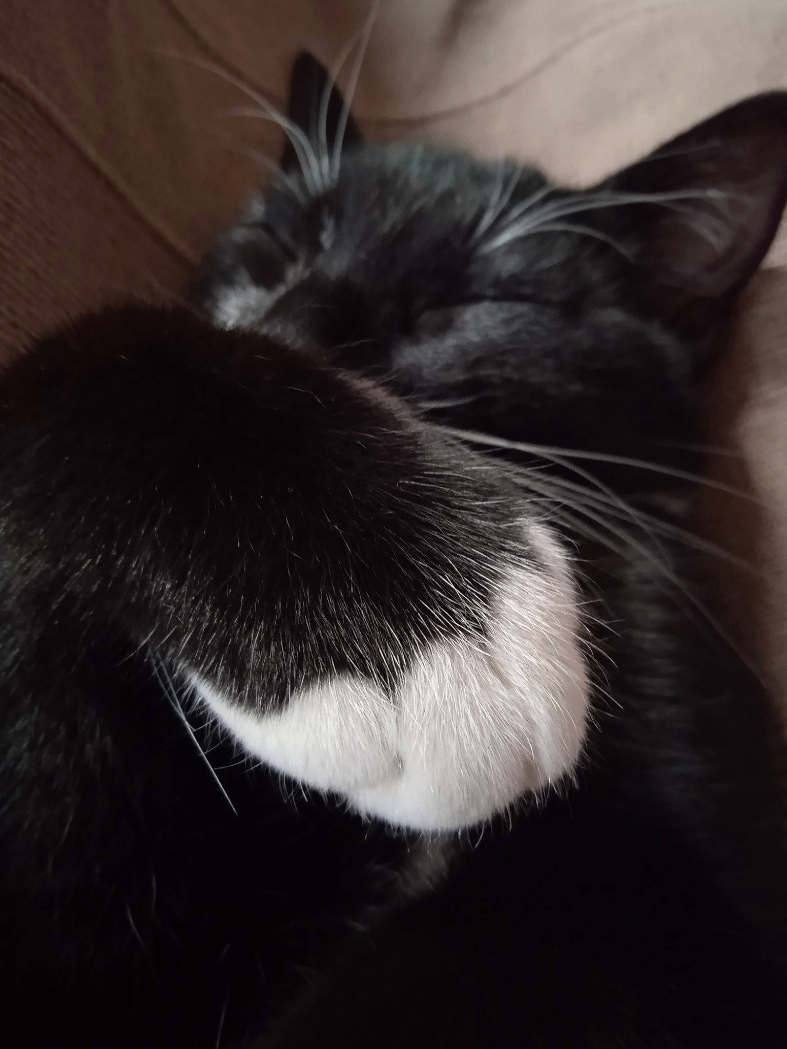 Ruby a rejoint le concours — aidez-le/la à gagner de superbes lots ! carnivore, cat, claw, cloud, comfort, domestic_short_haired_cat, ear, felidae, fur, monochrome_photography, paw, sky, small_to_medium_sized_cats, snout, tail, terrestrial_animal, whiskers