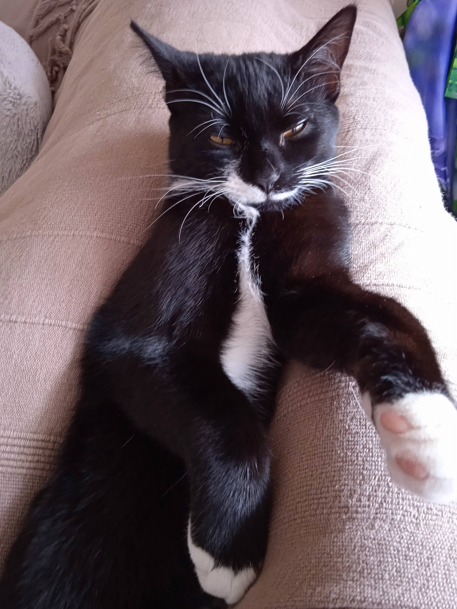 Ruby a rejoint le concours — aidez-le/la à gagner de superbes lots ! black_cat, carnivore, cat, claw, comfort, domestic_short_haired_cat, eye, felidae, foot, fur, gesture, human_leg, mammal, nail, paw, sitting, small_to_medium_sized_cats, snout, tail, whiskers