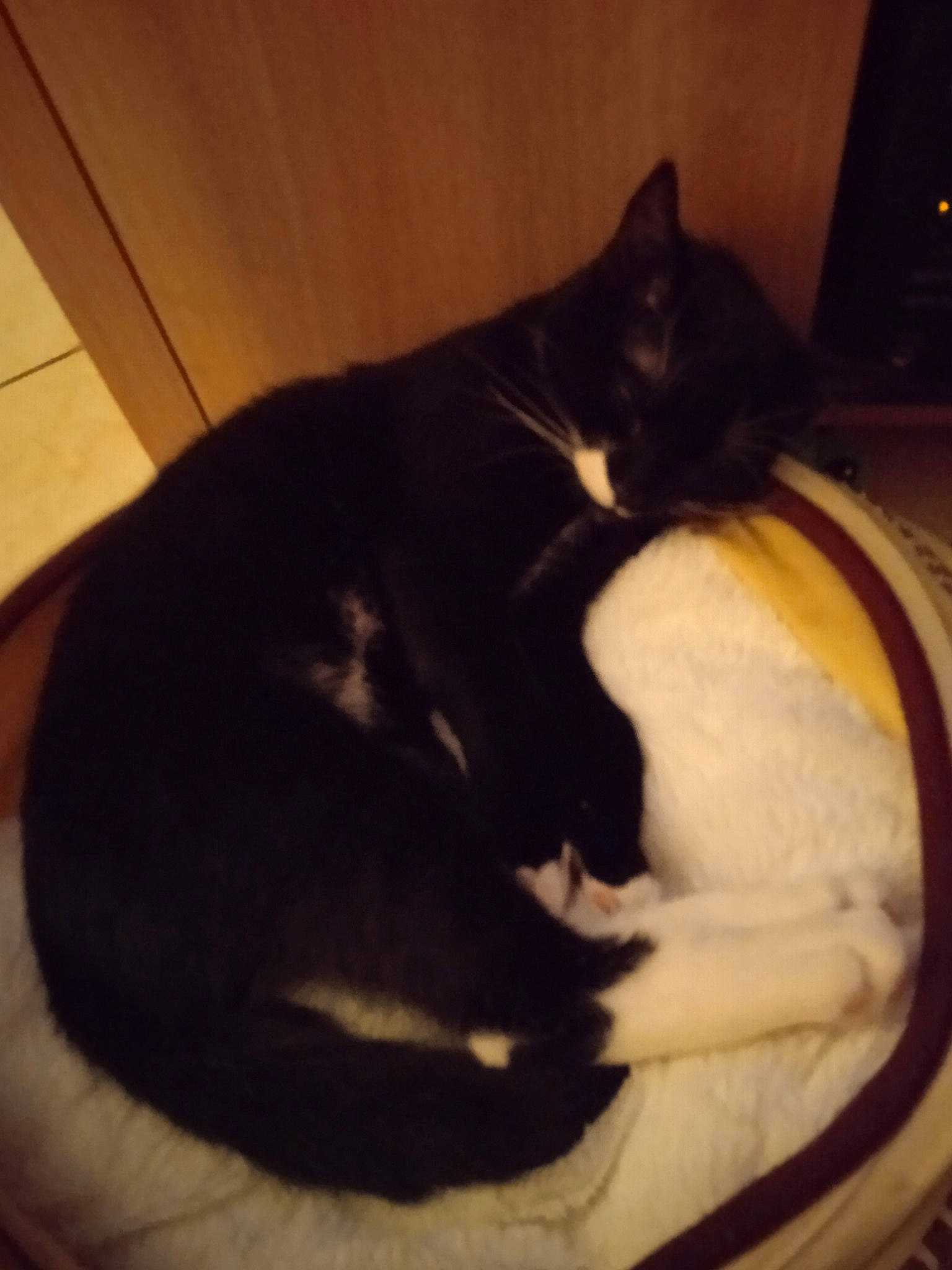 Ruby participe au concours pour gagner de l'argent avec cette photo : black_cat, carnivore, cat, cloud, comfort, domestic_short_haired_cat, felidae, flooring, formal_wear, fur, hardwood, mammal, paw, room, sky, small_to_medium_sized_cats, square, tail, whiskers, wood