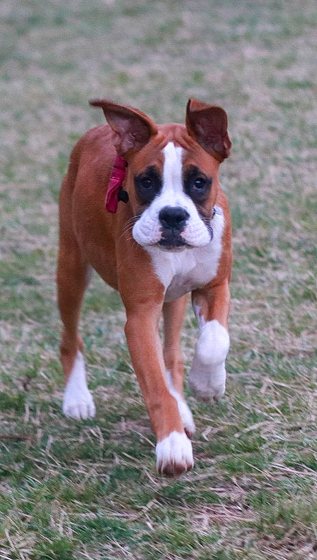 Laila Ali is registered to the contest to win money with this photo: ancient_dog_breeds, boston_terrier, canidae, carnivore, collar, companion_dog, dog, dog_breed, dog_supply, fawn, grass, non_sporting_group, puppy, snout, sporting_group, tail, terrestrial_animal, whiskers, working_animal, working_dog